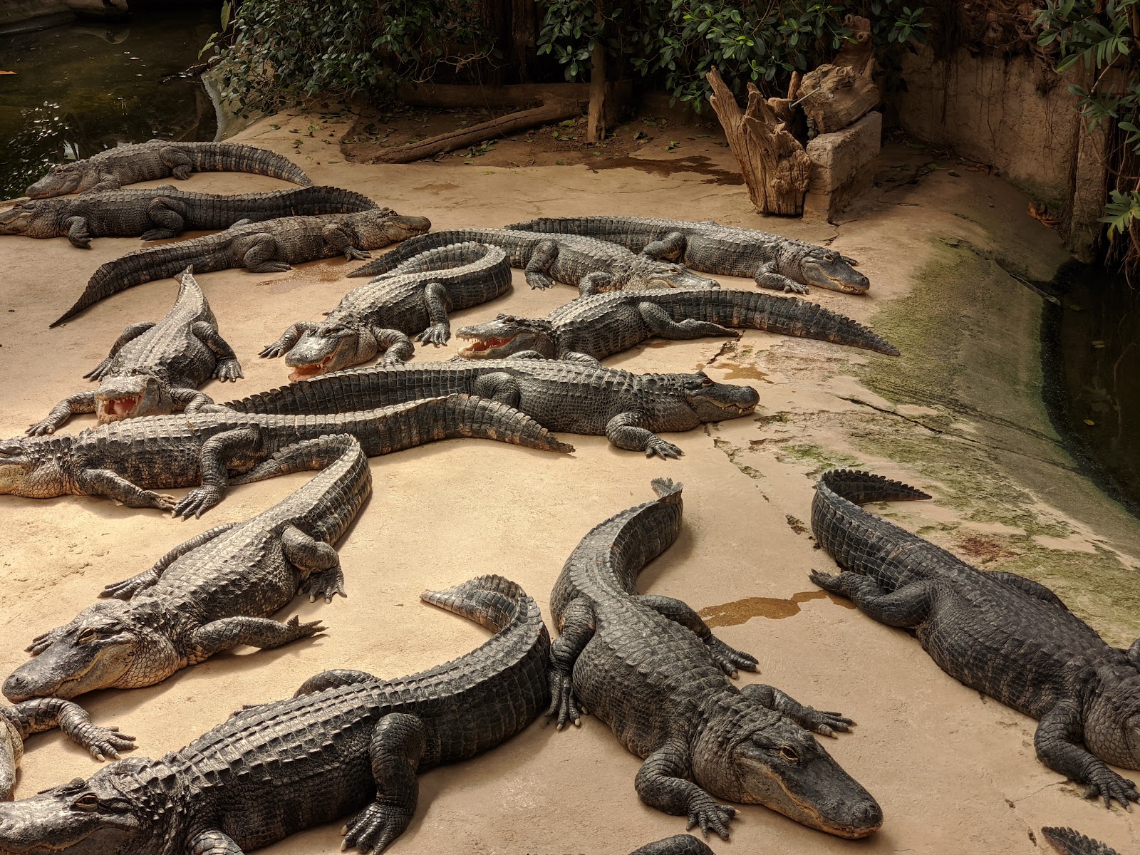 Alligator Bay