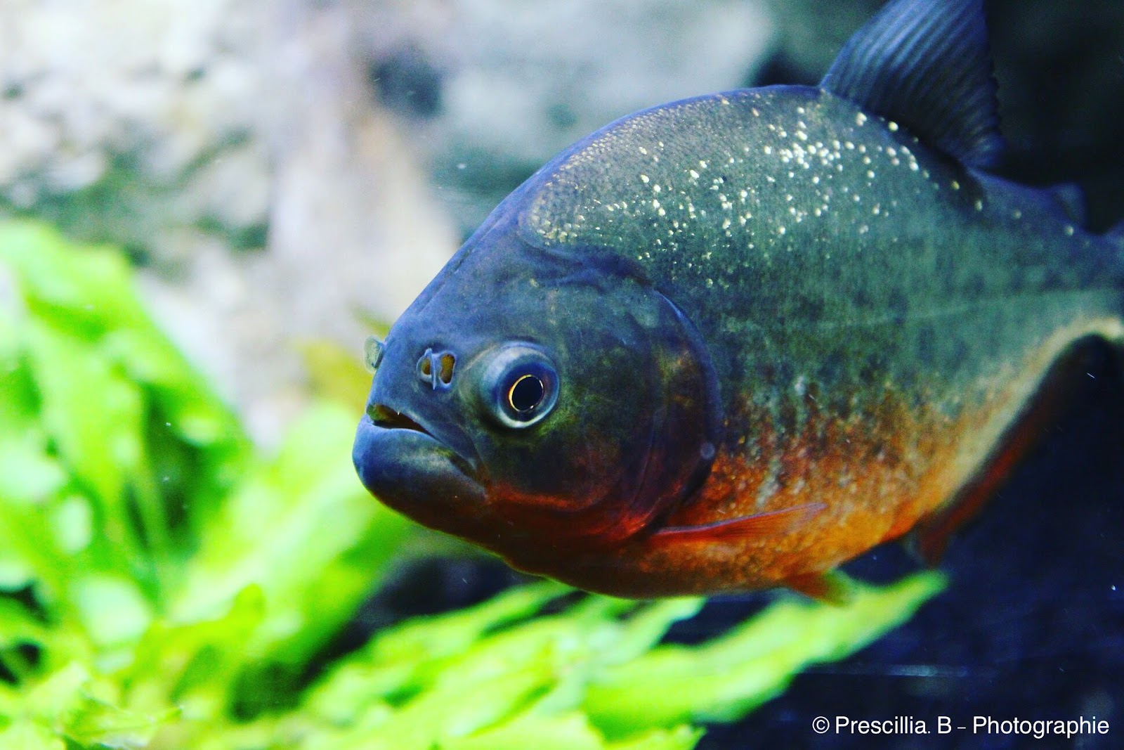 Aquarium de Dunkerque