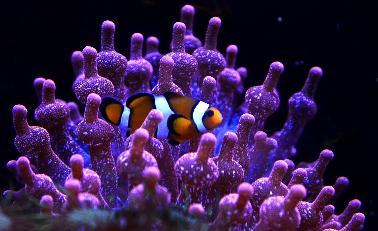 Aquarium de Lyon
