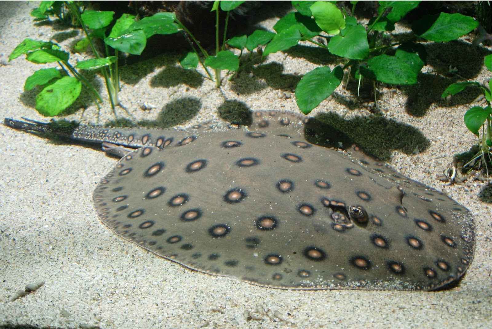 Aquarium des Tropiques