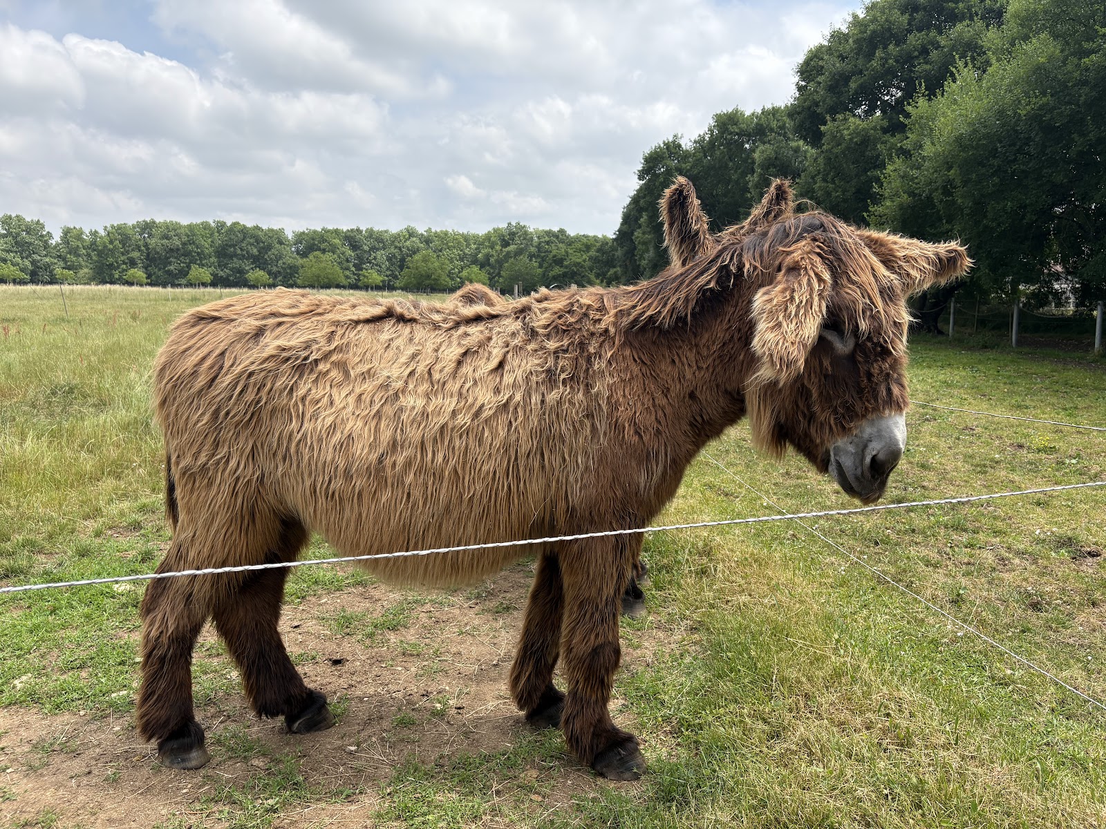 Asinerie du Baudet du Poitou