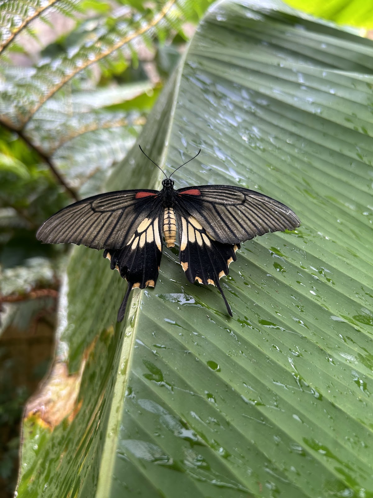 Au Paradis du Papillon
