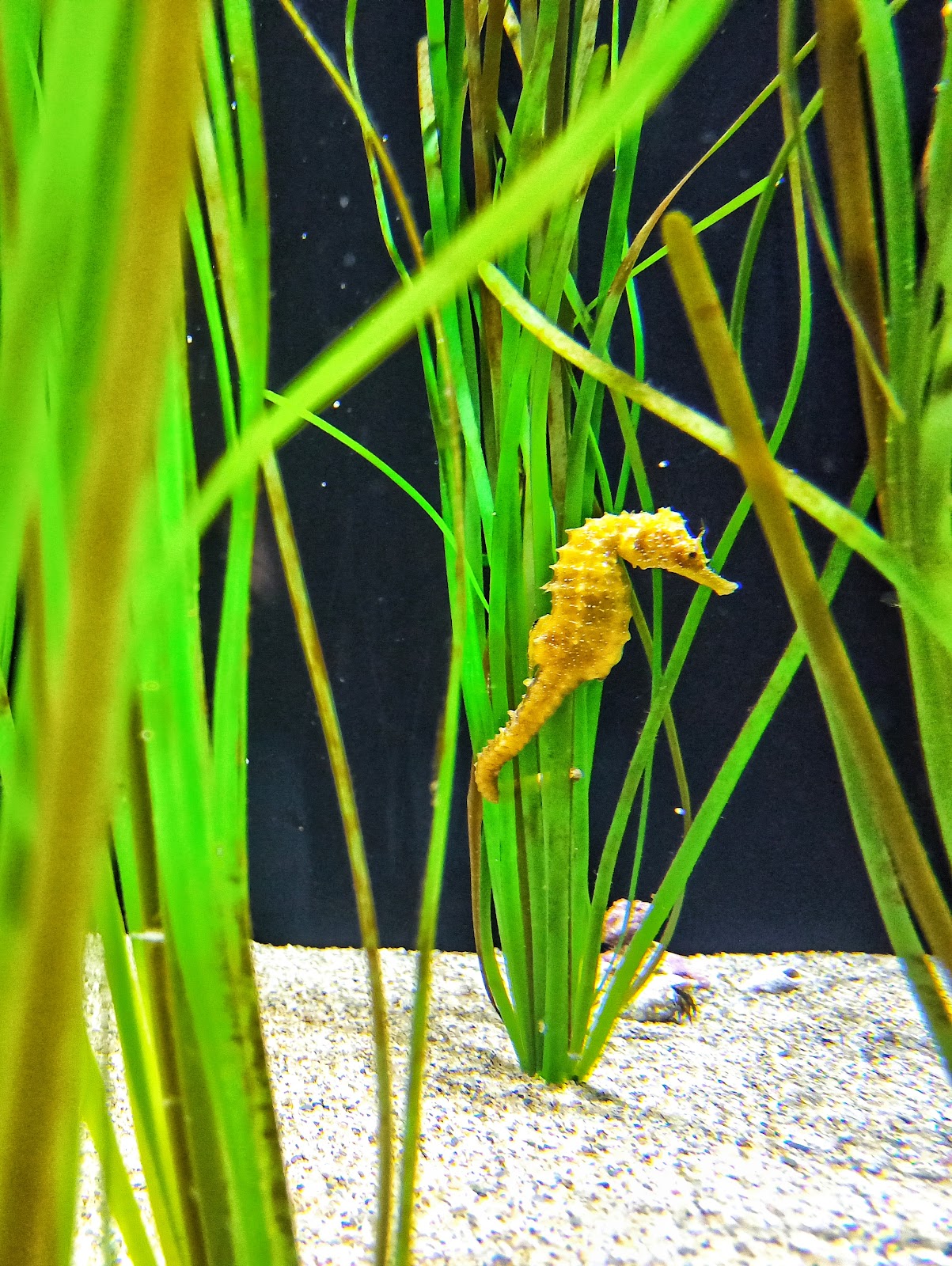 Biodiversarium