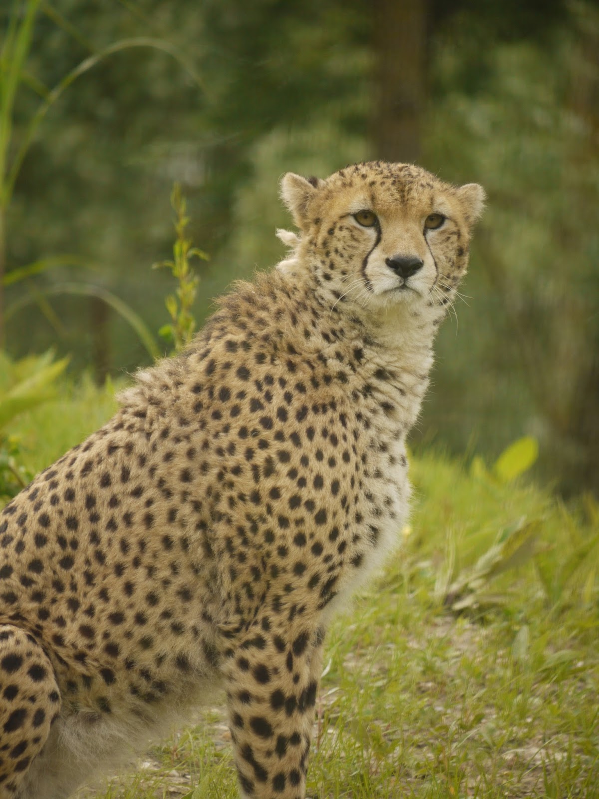 Biotropica, les jardins animaliers