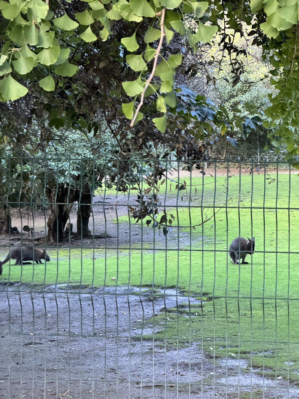 Enclos des wallabies