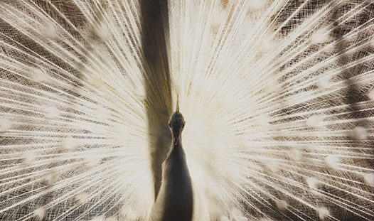 Ferme animalière d'Auriol