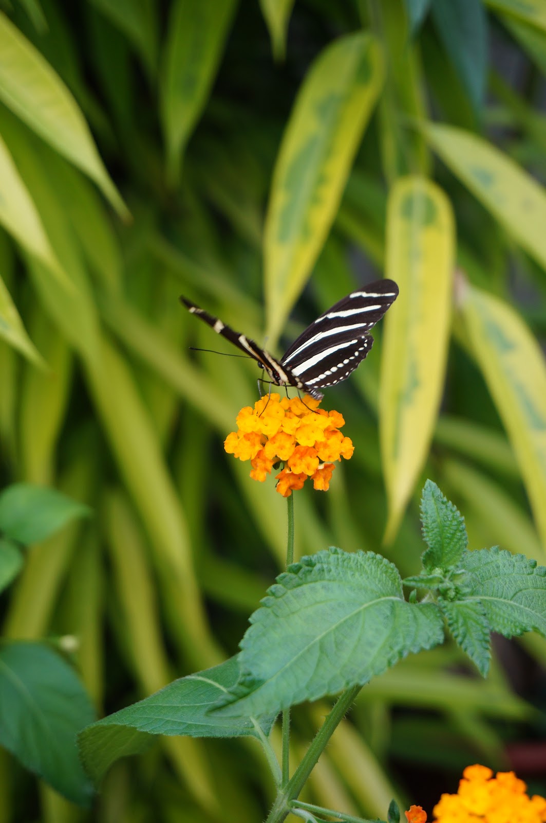 Jardins des Papillons