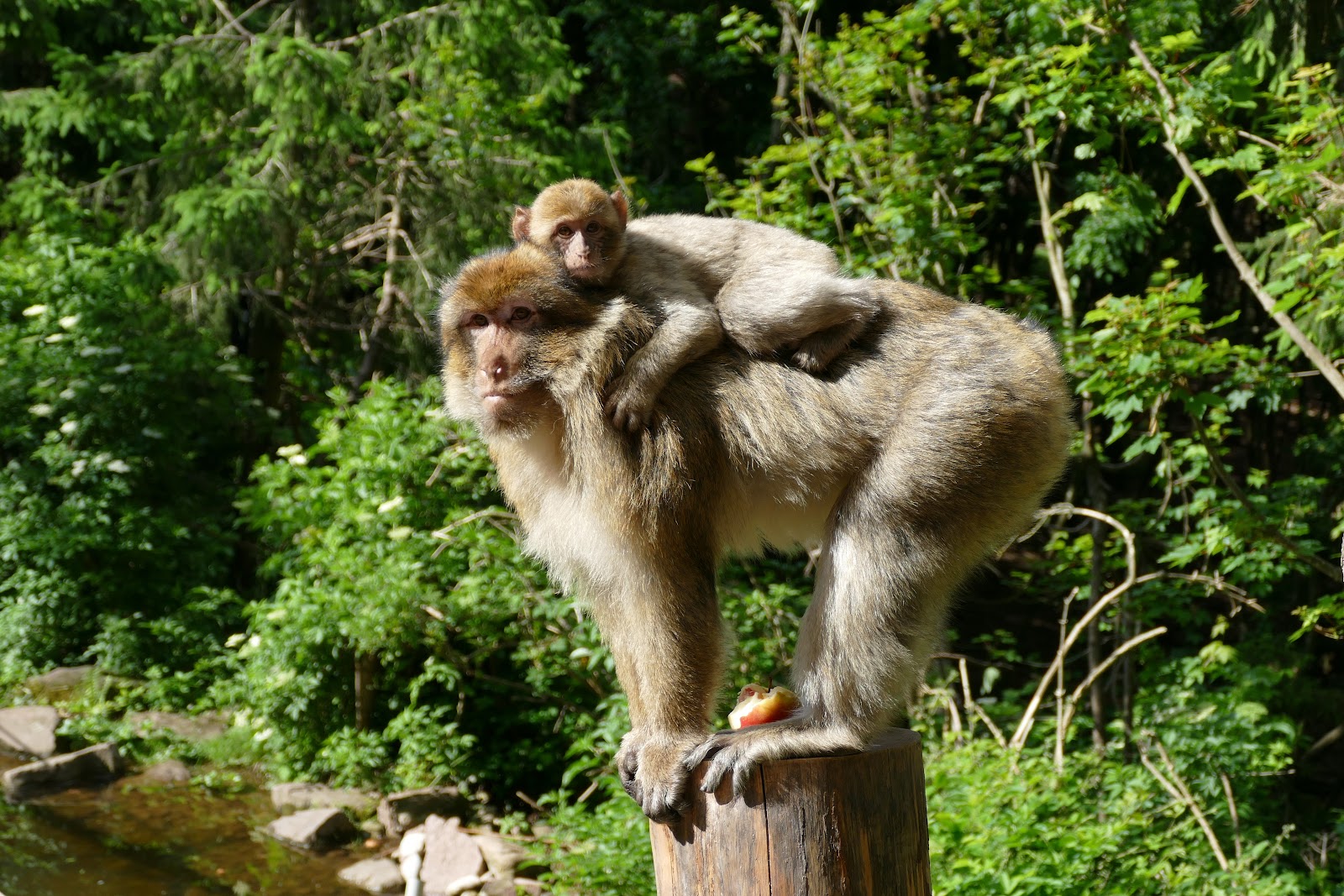 La Montagne des Singes