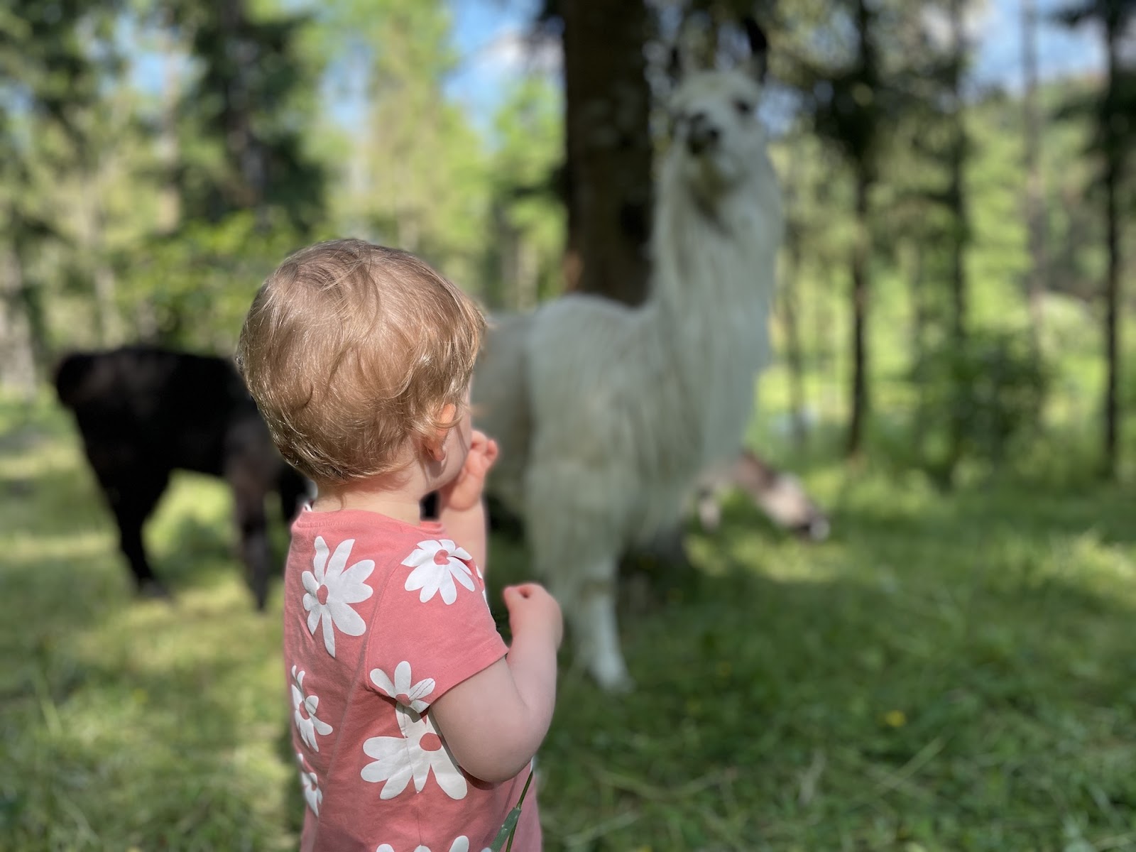 Lama Loisir Mamirolle