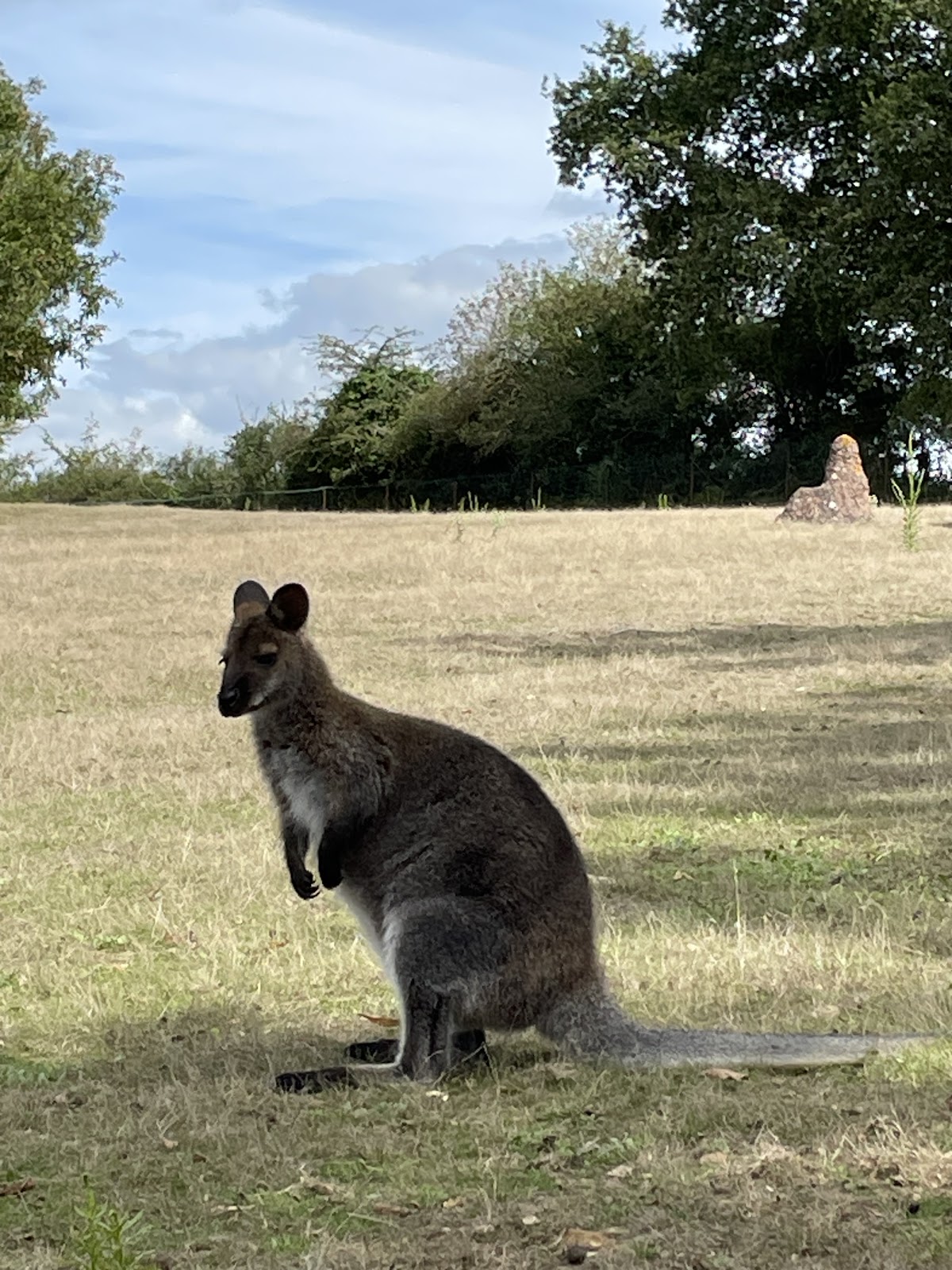 Le Jardin des Kangourous
