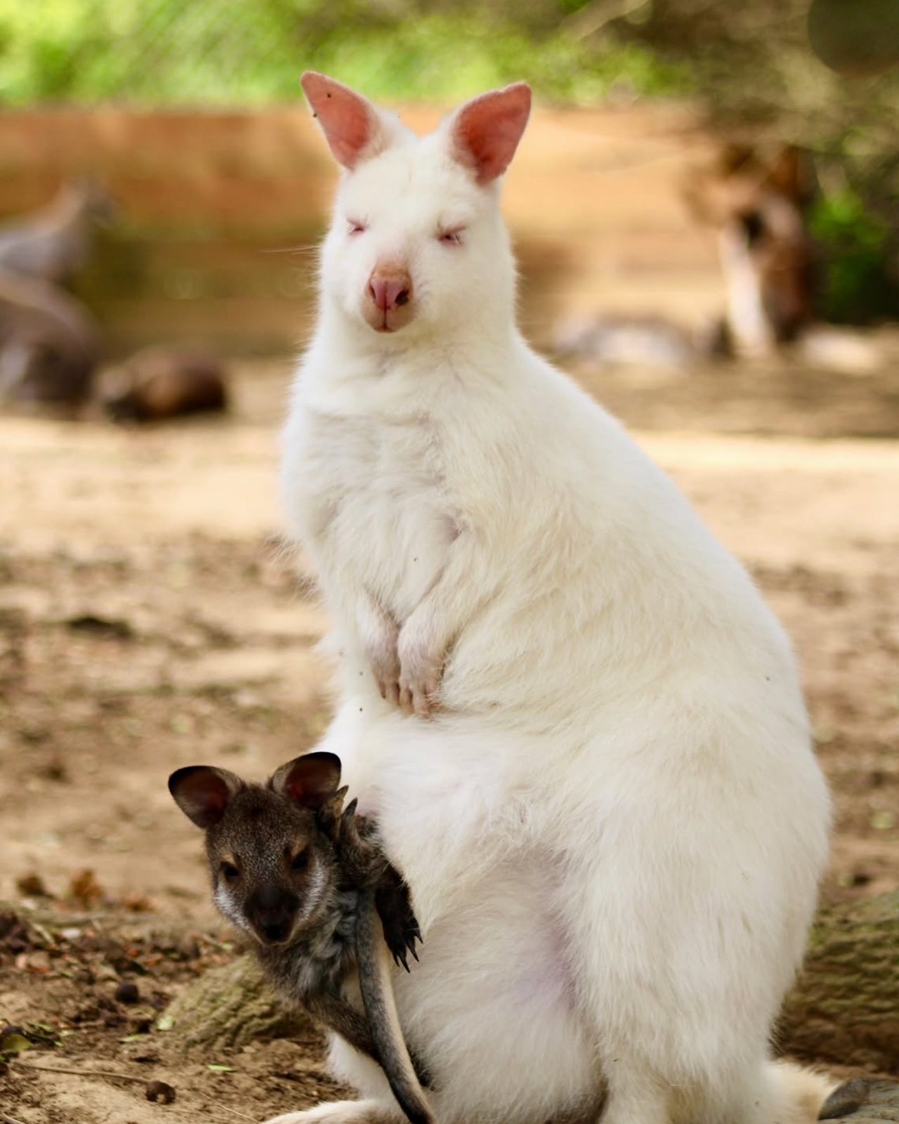 Le Parc AUSTRALIEN - Parc animalier intéractif à Carcassonne