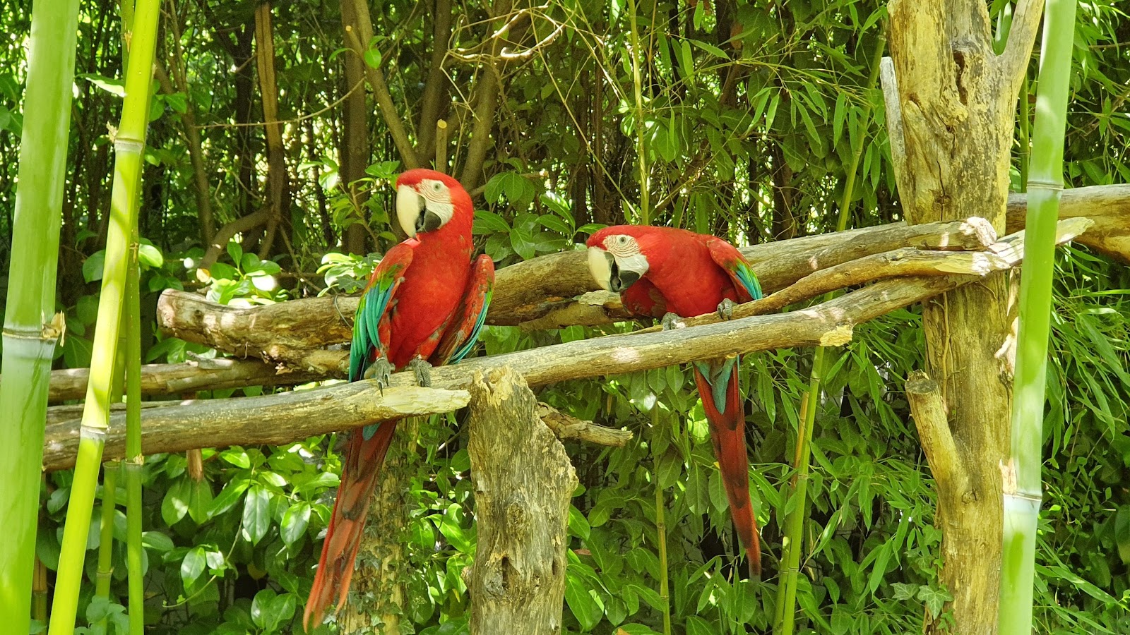 Le parc des Perroquets