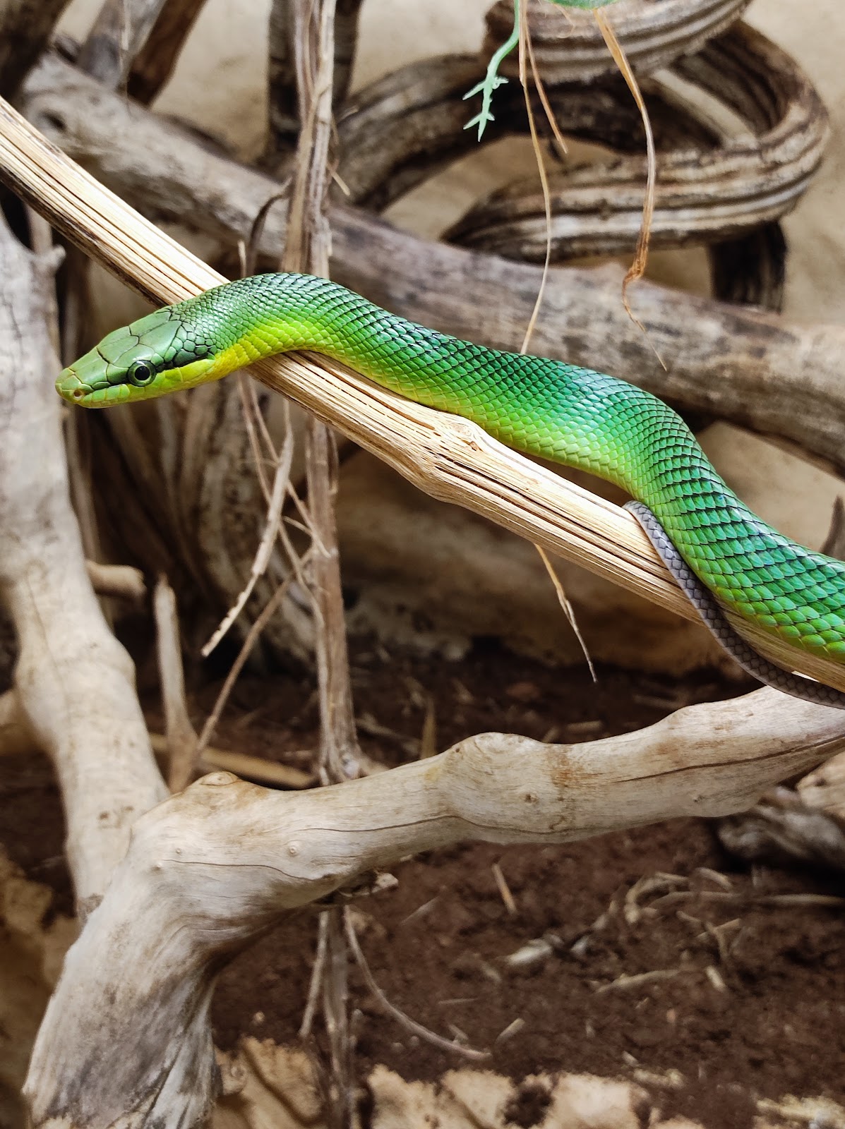 Le Reptilarium du Larzac