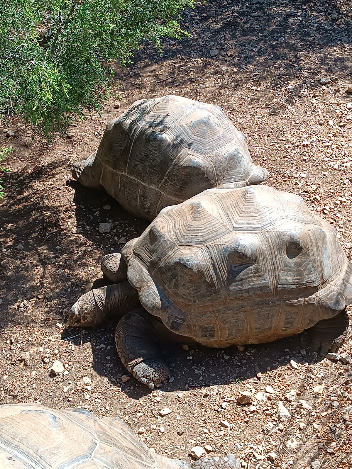Le Village des Tortues de Carnoules / TORTUPÔLE FRANCE