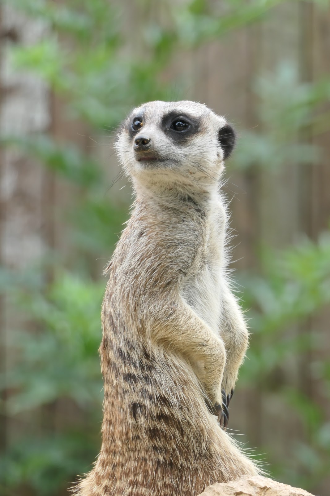 Le Zoo d'Upie
