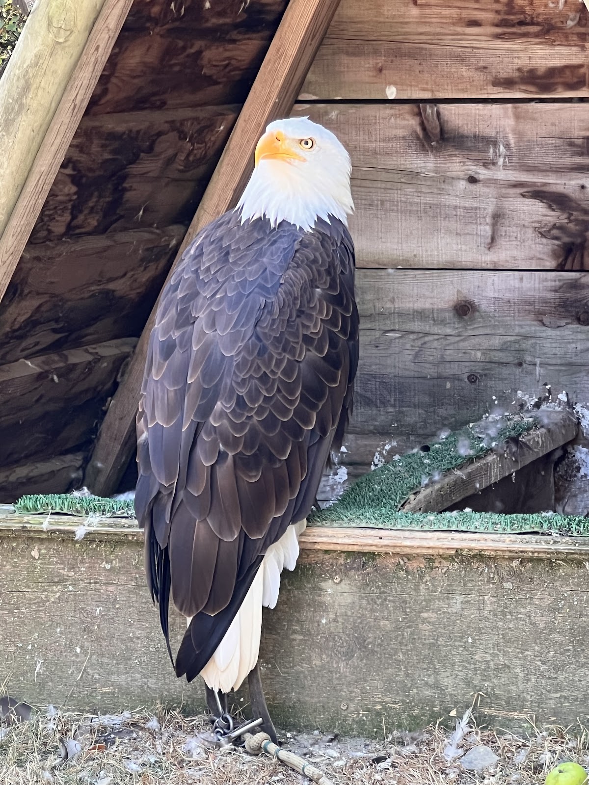 Les Aigles d'Aure