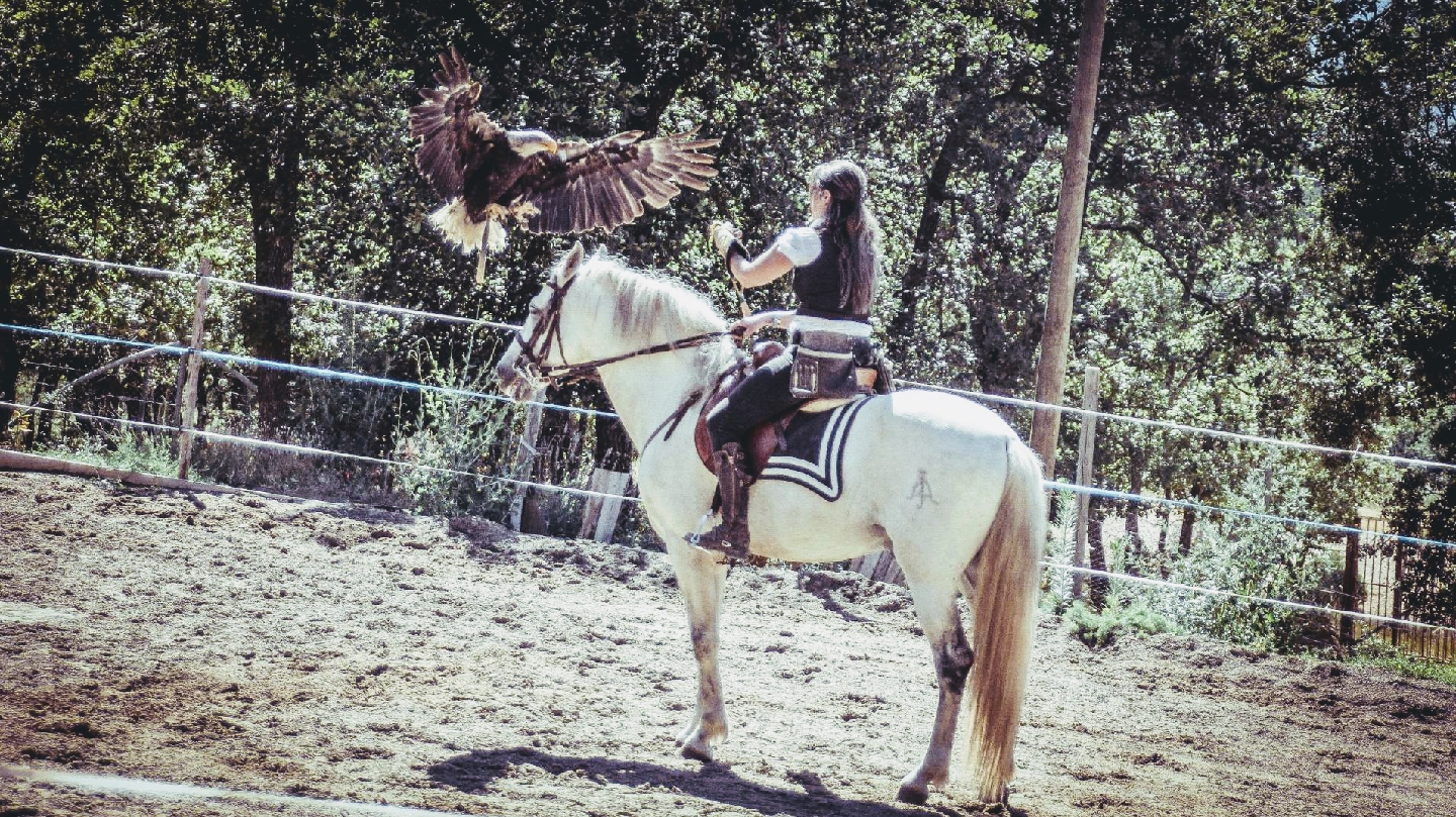 Les Aigles du Verdon 🦅 Spectacle Fauconnerie et fauconnerie équestre