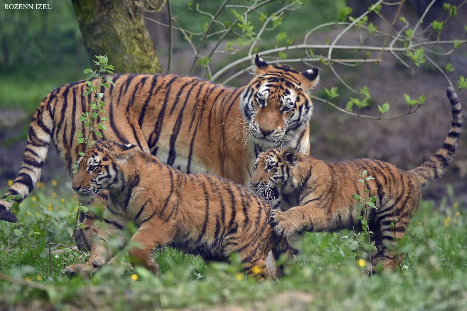 Lumigny Safari Reserve