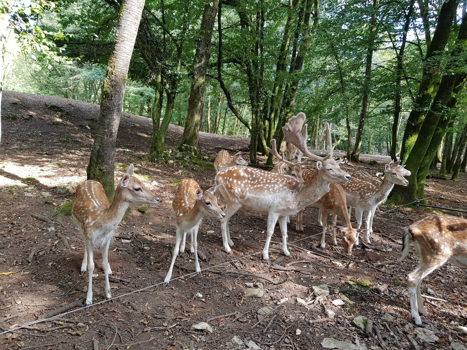 Parc animalier Chailluz Besançon