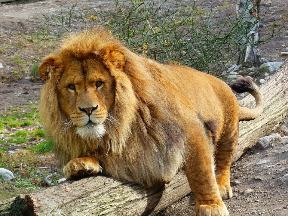 Parc Animalier de Casteil 🐒| Zoo à proximité de Perpignan