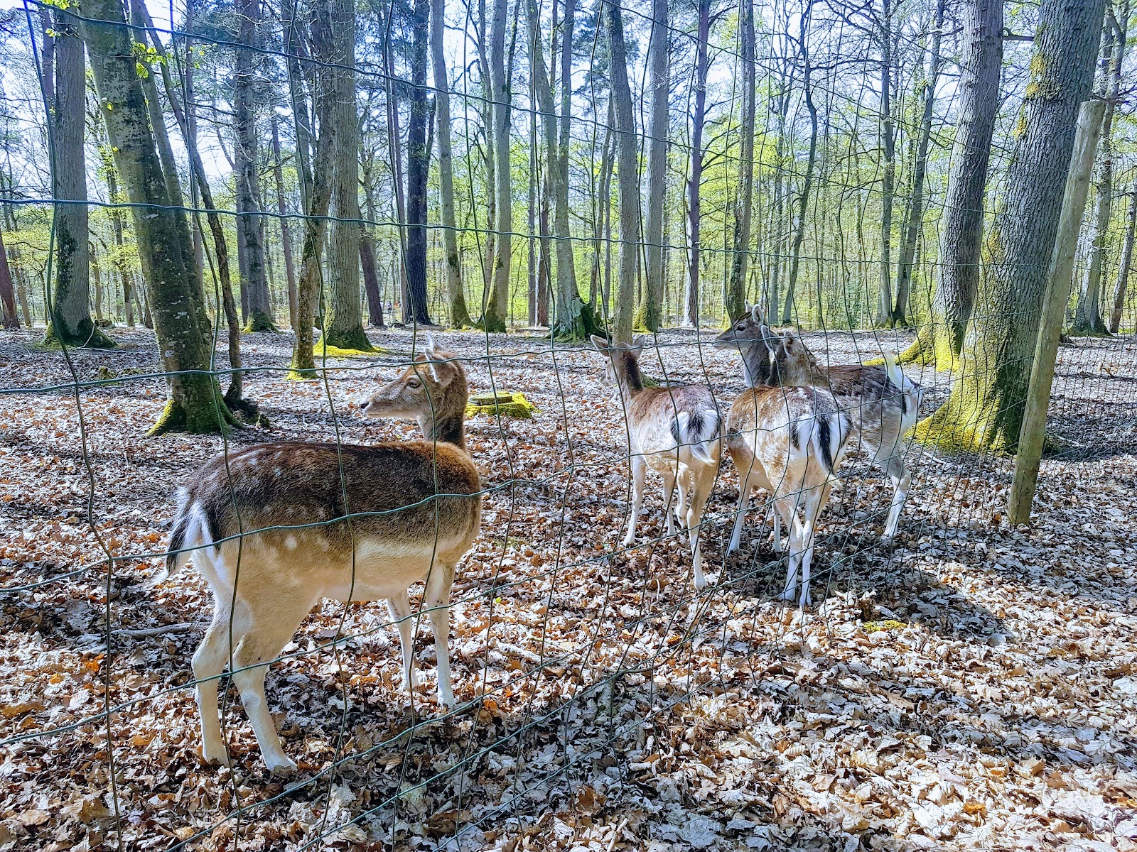 Parc Animalier de Grimbosq