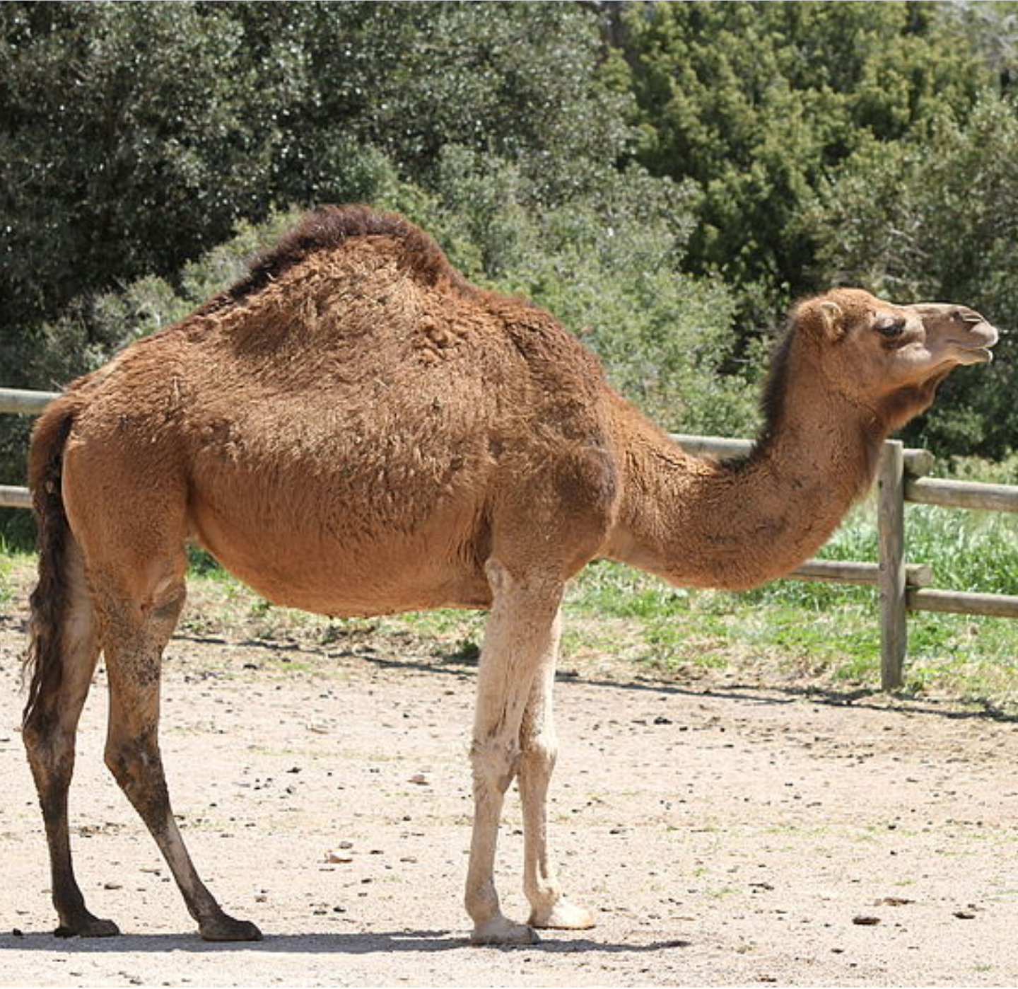 Parc Animalier de la Barben