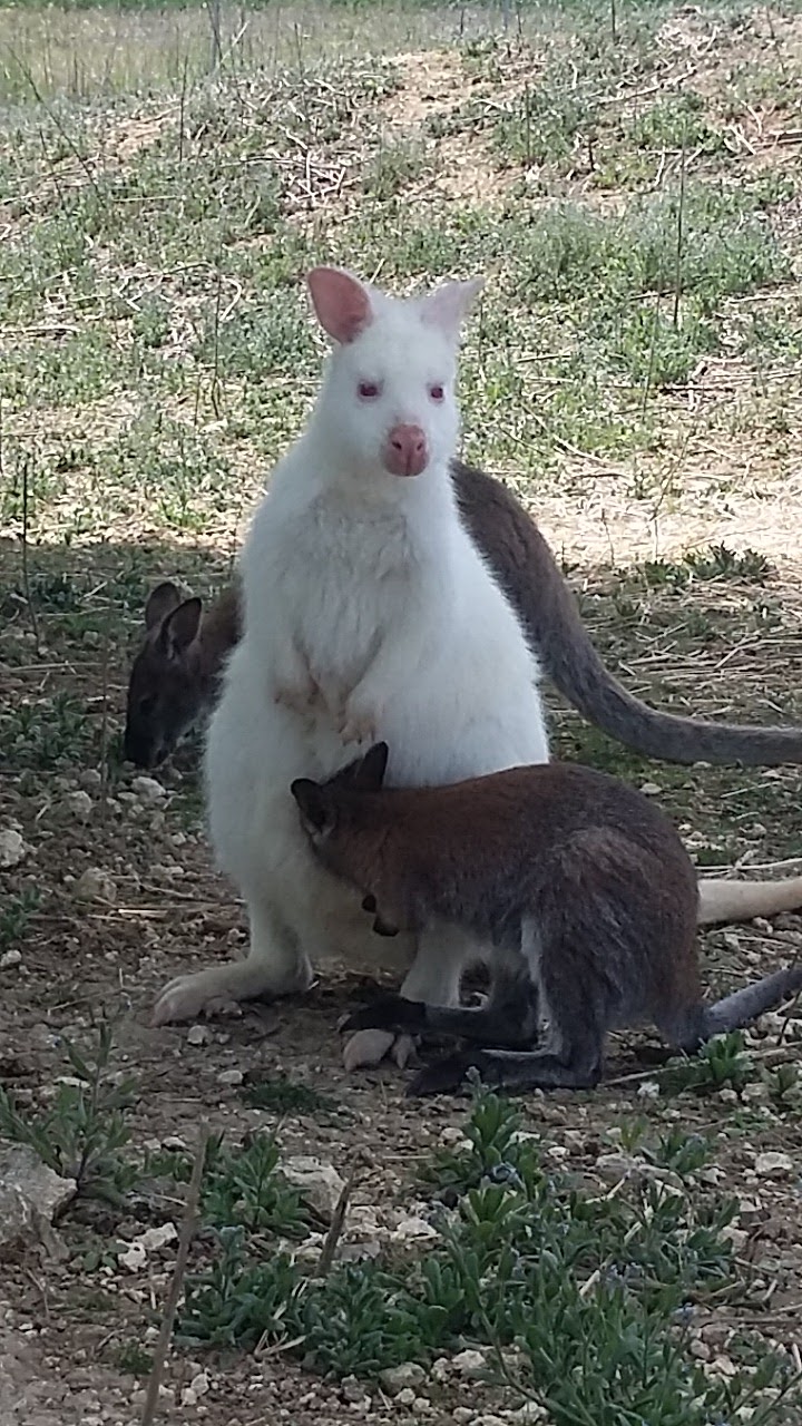 Parc animalier de Saint-Clar: Le Vallon des Kangourous