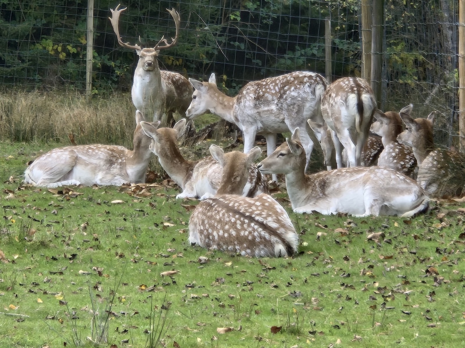 Parc Animalier des Dronières