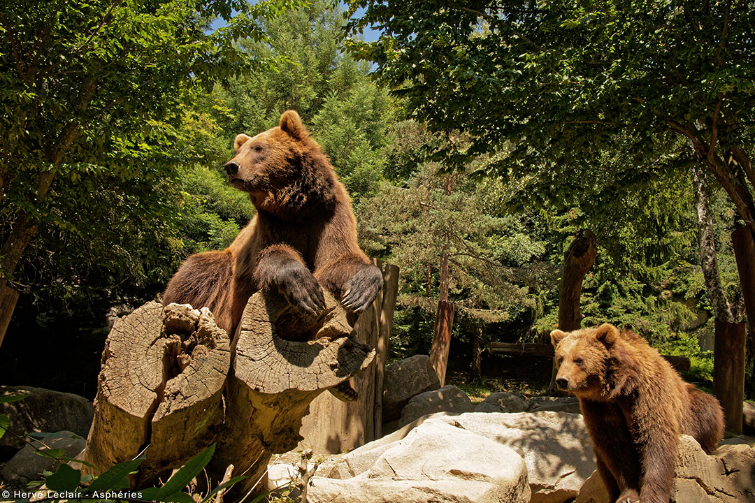 Parc Animalier des Pyrénées