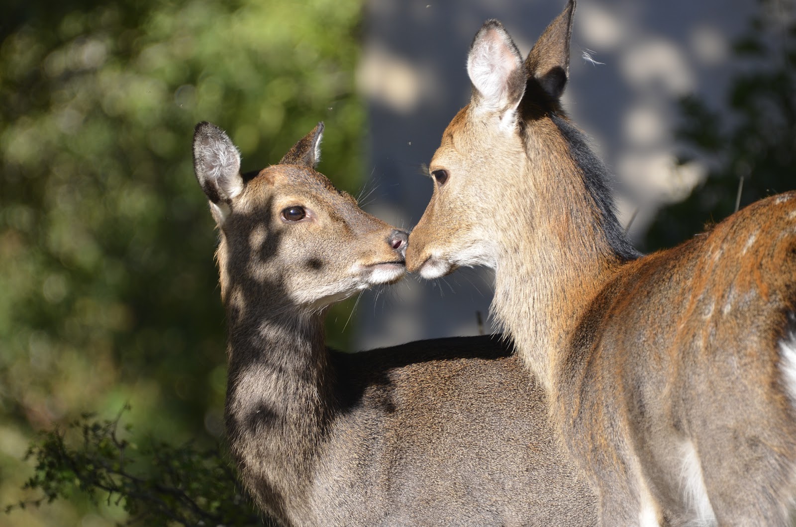 Parc Animalier La Vallée Sauvage