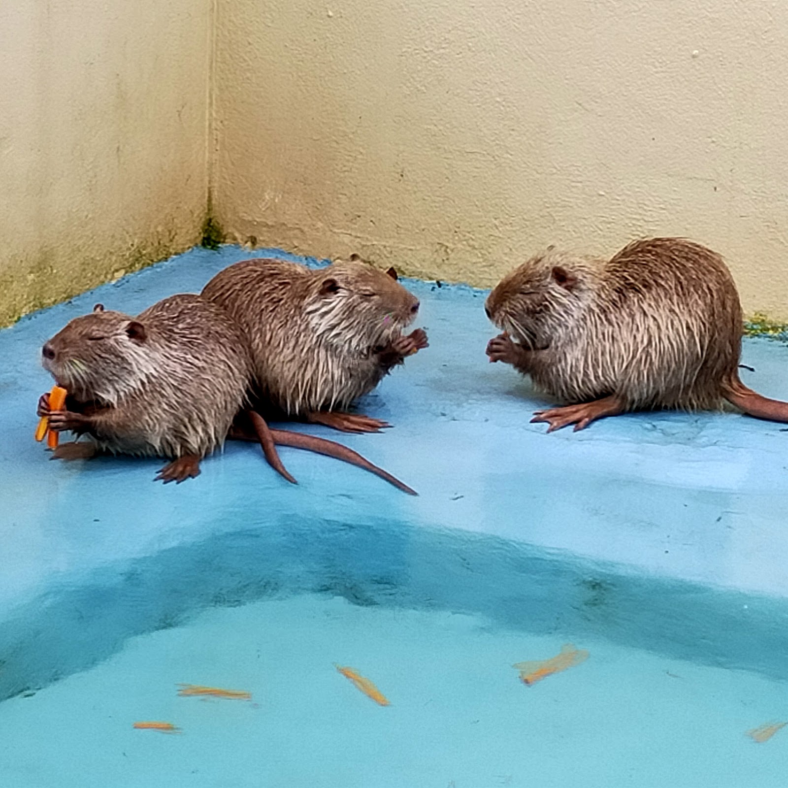 Parc Myocastors