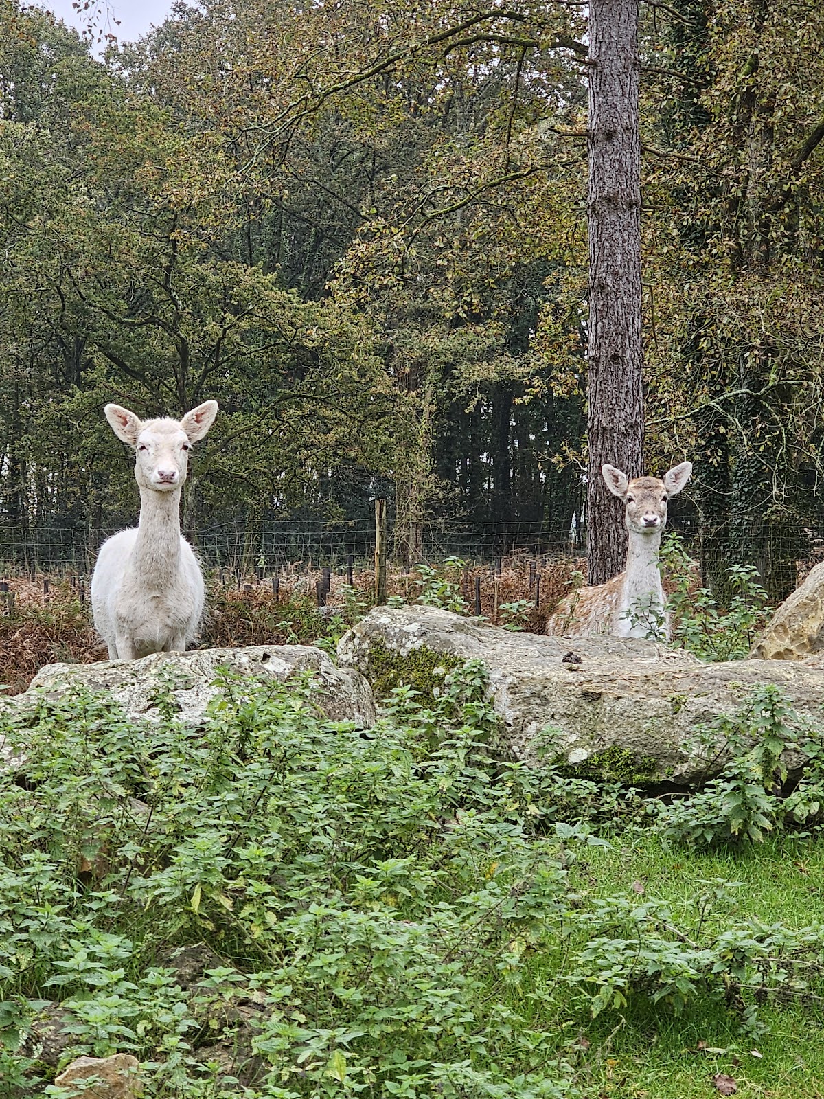Parc zoologique de Pescheray