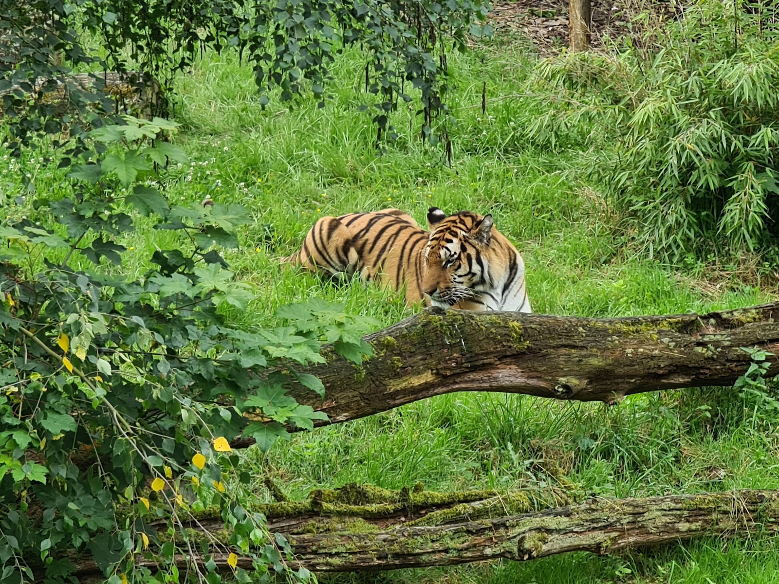 Safari Air Park