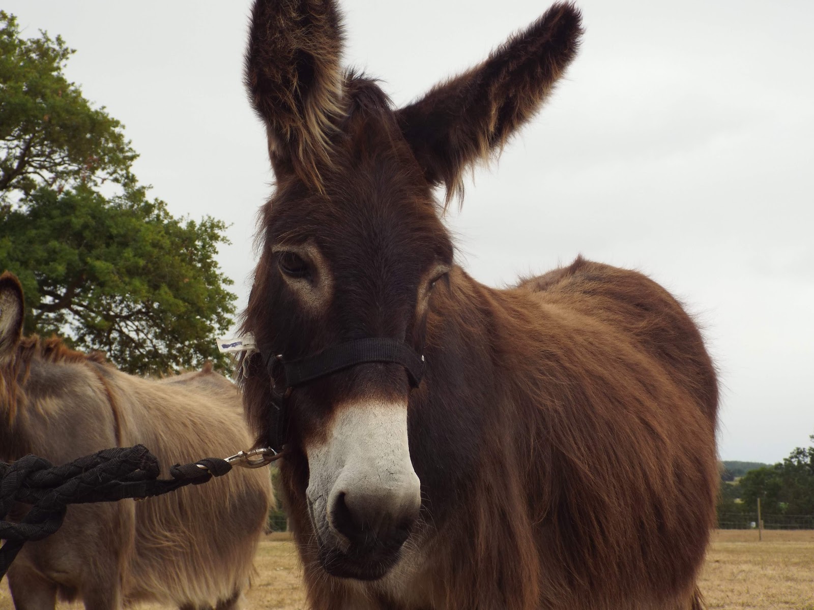 Sanctuaire de Silence Animal - Le relais des ânes
