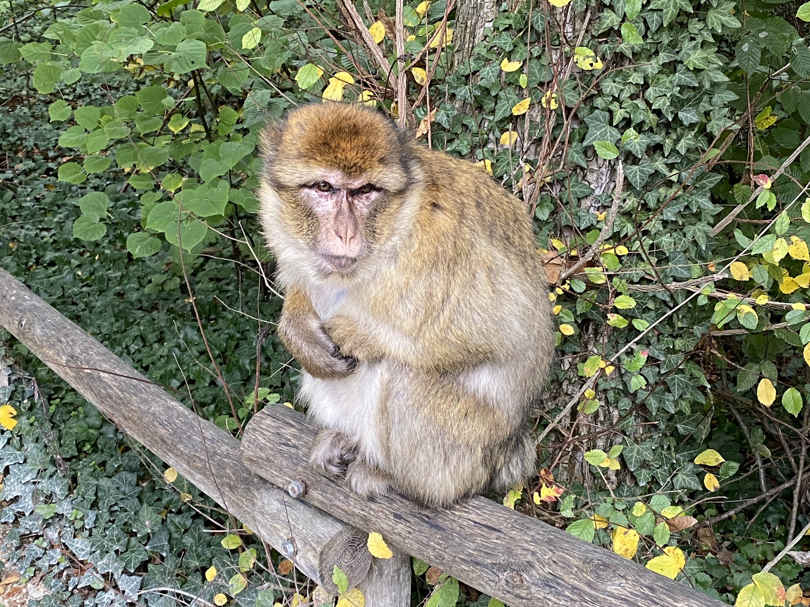 Terre de Singes