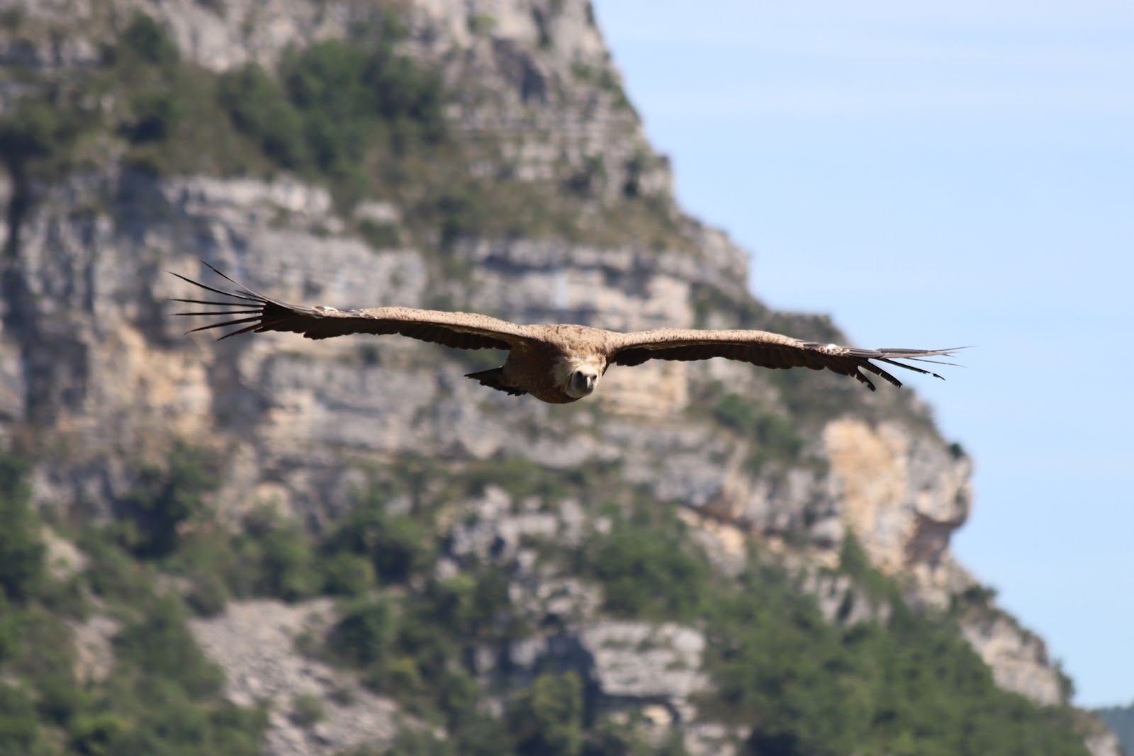 Vautours en Baronnies
