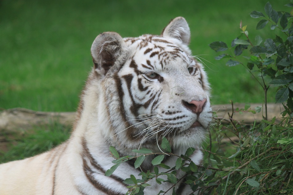Zoo d'Asson
