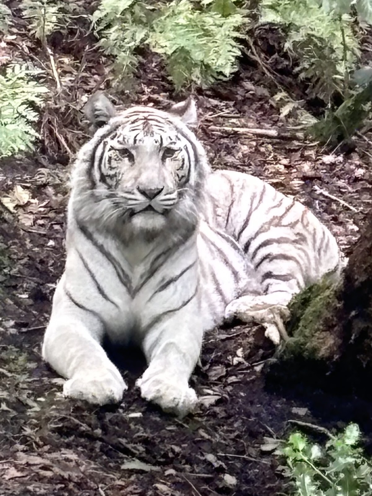 Zoo de Jurques
