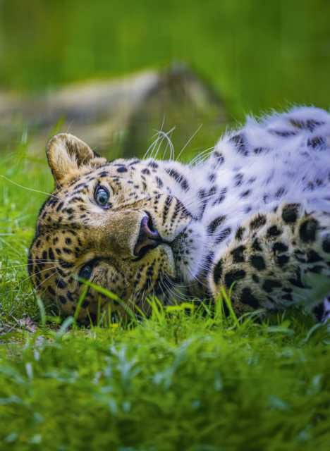 Zoo de La Boissière du Doré