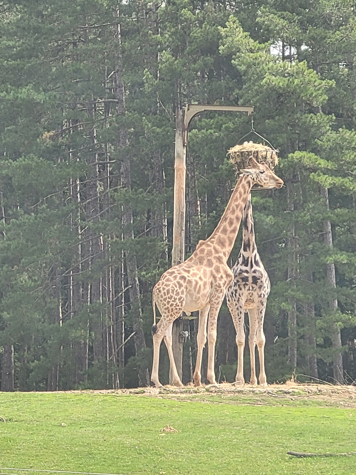Zoo Thoiry